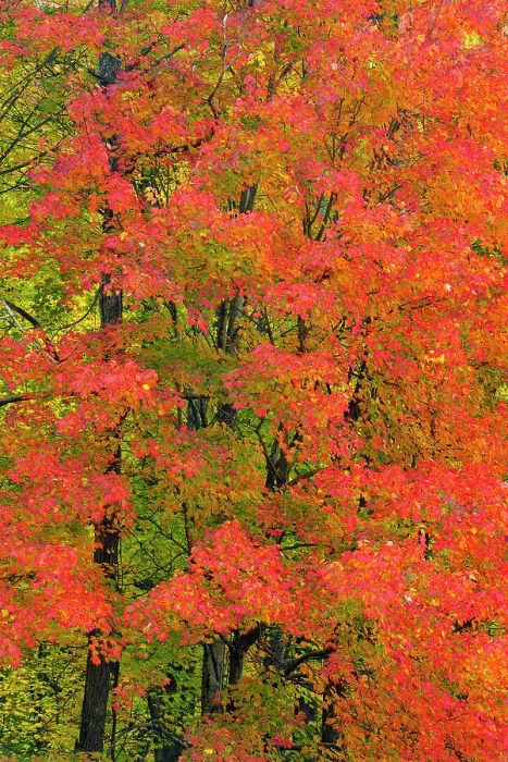 Framed Print : Autumn foliage in the hardwood forest near Sugarlands, Great Smoky Mountains NP, Tennessee, USA Framed Print : Autumn foliage in the hardwood forest near Sugarlands, Great Smoky Mountains NP, Tennessee, USA