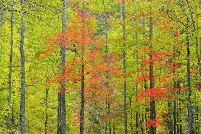 Framed Print : Autumn foliage in a hardwood woodland, Great Smoky Mountains NP, Tennessee, USA Framed Print : Autumn foliage in a hardwood woodland, Great Smoky Mountains NP, Tennessee, USA