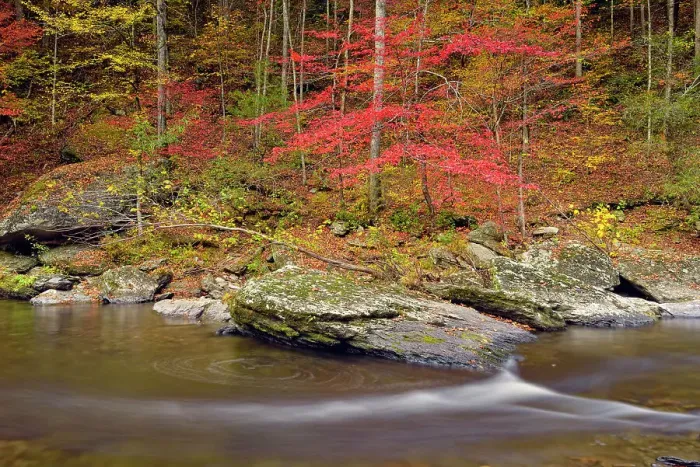 Framed Print : Autumn foliage overhanging the Little River, Great Smoky Mountains NP, Tennessee, USA Framed Print : Autumn foliage overhanging the Little River, Great Smoky Mountains NP, Tennessee, USA