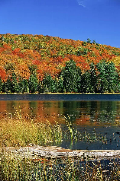 Autumn foliage, Quebec, Canada