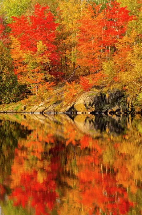 Framed Print : Autumn foliage along the shore of Simon Lake, Greater Sudbury, Ontario, Canada Framed Print : Autumn foliage along the shore of Simon Lake, Greater Sudbury, Ontario, Canada