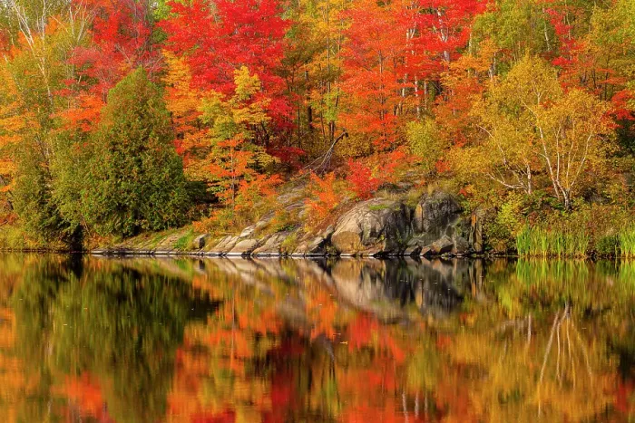 Framed Print : Autumn foliage along the shore of Simon Lake, Greater Sudbury, Ontario, Canada Framed Print : Autumn foliage along the shore of Simon Lake, Greater Sudbury, Ontario, Canada