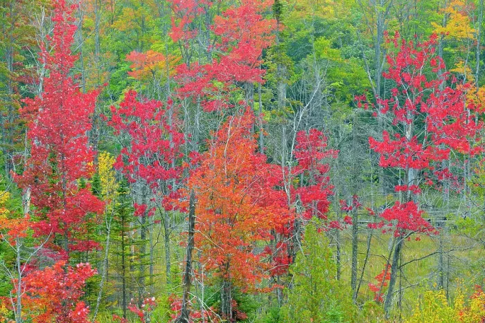 Framed Print : Autumn foliage in a wetland, Au Train, Michigan, USA Framed Print : Autumn foliage in a wetland, Au Train, Michigan, USA
