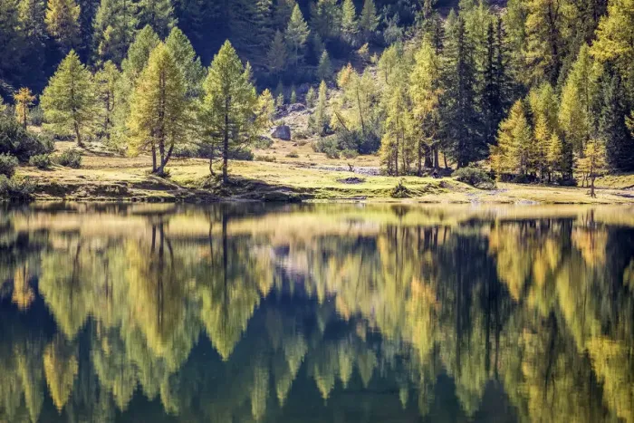 Framed Print : Autumn forest on Duisitzkarsee in the Schladming Mountains, Styria, Austria Framed Print : Autumn forest on Duisitzkarsee in the Schladming Mountains, Styria, Austria