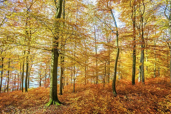Autumn forest at Holzmaar maar lake, Gillenfeld, Eifel, Rhineland-Palatinate, Germany