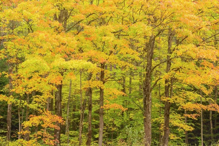 Framed Print : Autumn forest, Hulbert's Corner, Michigan, USA Framed Print : Autumn forest, Hulbert's Corner, Michigan, USA