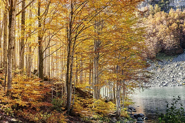 Autumn forest in Lago Santo Modenese, Modena, Emilia Romagna, Italy