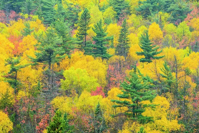 Framed Print : Autumn forest, Montreal River, Ontario, Canada