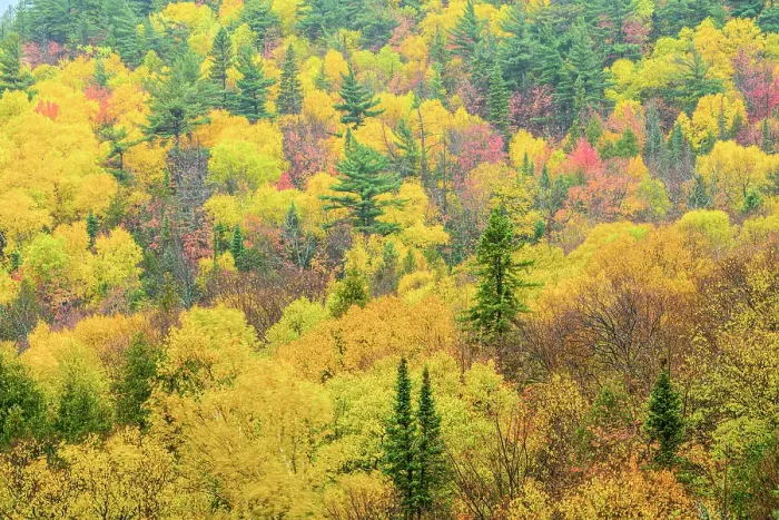 Framed Print : Autumn forest, Montreal River, Ontario, Canada