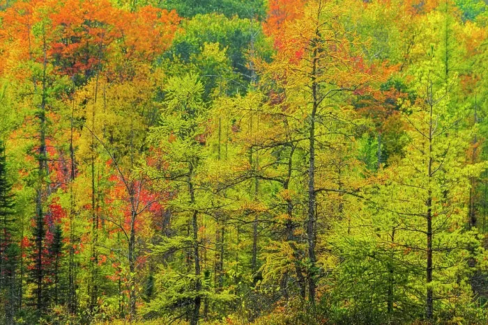 Framed Print : Autumn Forest scene in Muskoka, Ontario, Canada