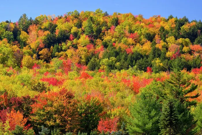Framed Print : Autumn forest, White Mountain National Forest, New Hampshire, USA Framed Print : Autumn forest, White Mountain National Forest, New Hampshire, USA