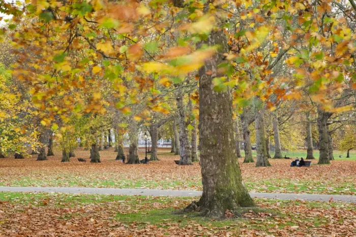 Framed Print : Autumn in Green Park, London, England Framed Print : Autumn in Green Park, London, England