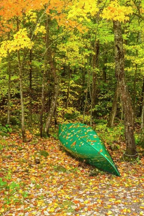 Framed Print : Autumn hardwood leaves covering a canoe, Algonquin Provincial Park, Ontario, Canada Framed Print : Autumn hardwood leaves covering a canoe, Algonquin Provincial Park, Ontario, Canada