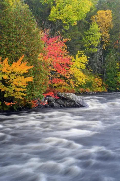 Framed Print : Autumn hardwoods along the Pettawawa River, Algonquin Provincial Park, Ontario, Canada Framed Print : Autumn hardwoods along the Pettawawa River, Algonquin Provincial Park, Ontario, Canada