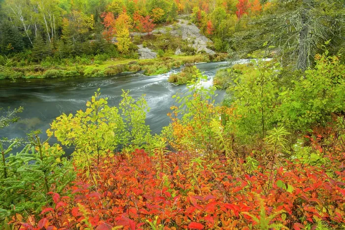 Framed Print : Autumn honeysuckle overlooking Junction Creek, Greater Sudbury, Ontario, Canada Framed Print : Autumn honeysuckle overlooking Junction Creek, Greater Sudbury, Ontario, Canada