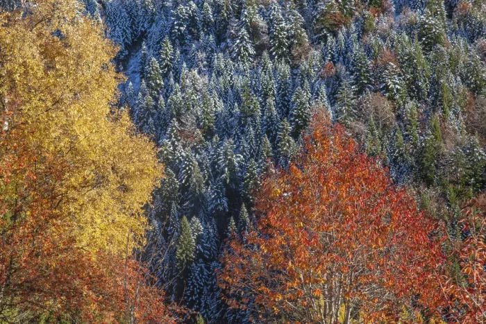 Framed Print : In autumn the landscape is transformed in a vibrant palette of contrasting colors Framed Print : In autumn the landscape is transformed in a vibrant palette of contrasting colors