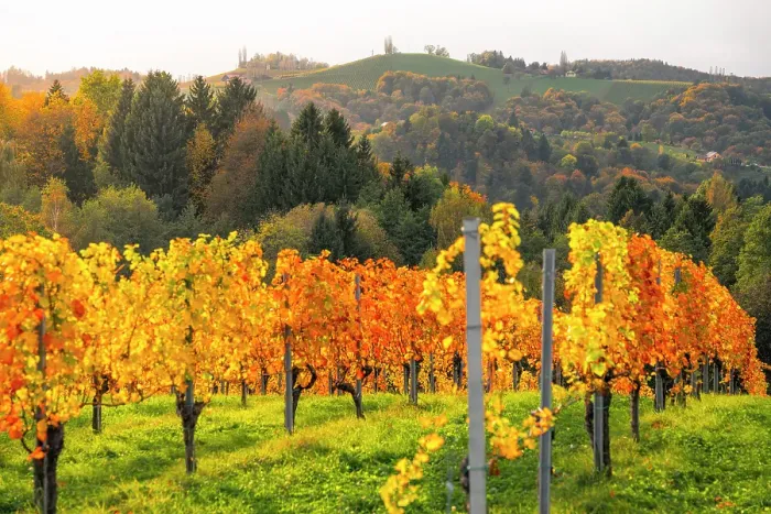 Framed Print : Autumn landscape and vineyards in Spicnik, Slovenia Framed Print : Autumn landscape and vineyards in Spicnik, Slovenia