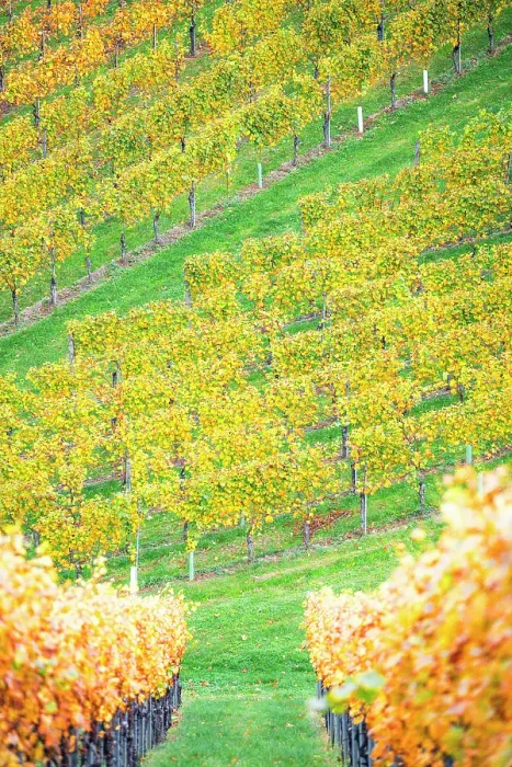 Framed Print : Autumn landscape and vineyards in Spicnik, Slovenia Framed Print : Autumn landscape and vineyards in Spicnik, Slovenia