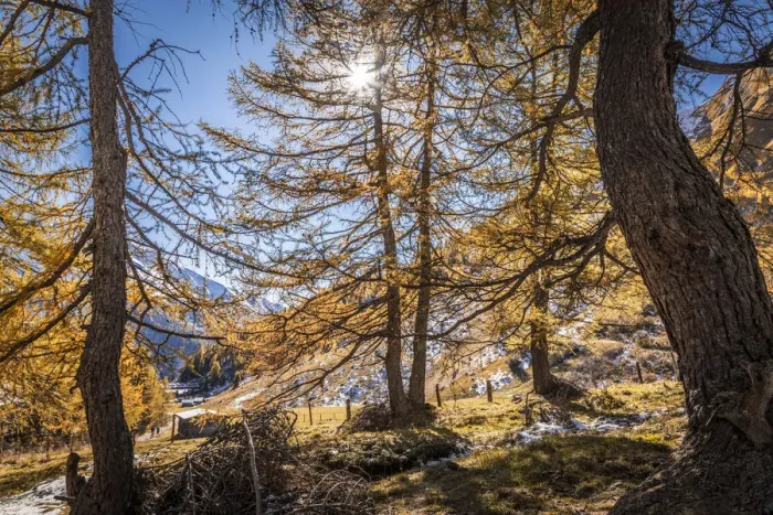 Framed Print : Autumn larch forest in Kodnitz valley, Kals am Grossglockner, East Tyrol, Tyrol, Austria Framed Print : Autumn larch forest in Kodnitz valley, Kals am Grossglockner, East Tyrol, Tyrol, Austria