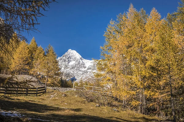 Autumn larch forest in Koednitztal with Grossglockner (3, 798 m), Kals am Grossglockner, East Tyrol, Austria