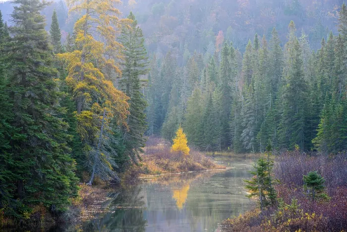 Framed Print : Autumn larch reflected in a creek, Lake Superior Provincial Park, Ontario, Canada Framed Print : Autumn larch reflected in a creek, Lake Superior Provincial Park, Ontario, Canada