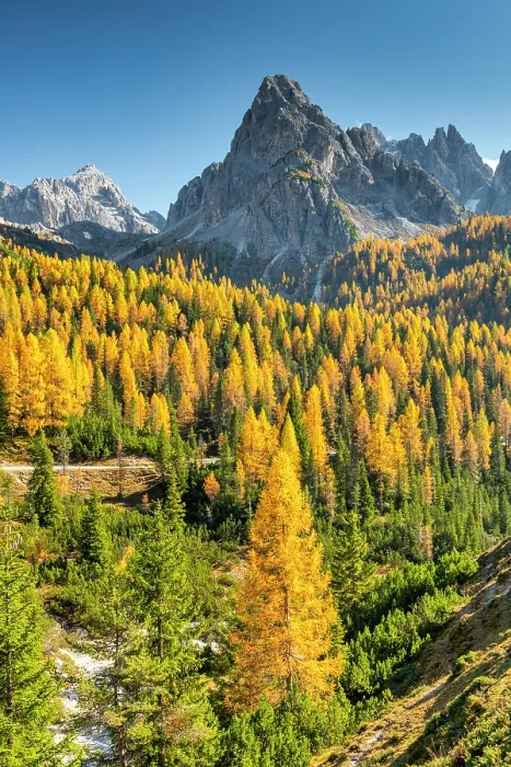 Framed Print : Autumn Larches Below the Cadini Group, Dolomites, Veneto Province, Italy Framed Print : Autumn Larches Below the Cadini Group, Dolomites, Veneto Province, Italy