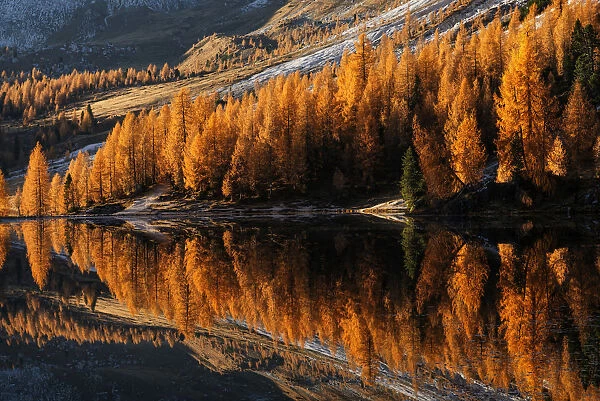 Autumn larches of the Federa lake at sunrise, Dolomites, Italy