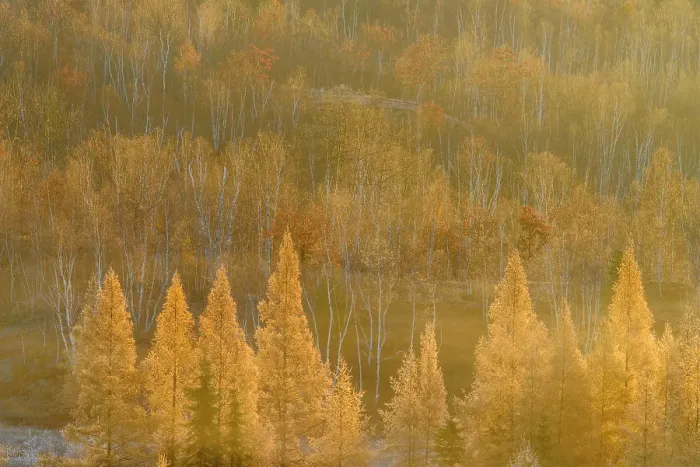 Framed Print : Autumn larches in the morning mist and frost, Greater Sudbury, Ontario, Canada Framed Print : Autumn larches in the morning mist and frost, Greater Sudbury, Ontario, Canada