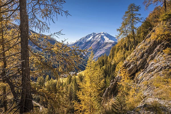 Autumn larches and snow-covered mountain peaks in the Kalser valley