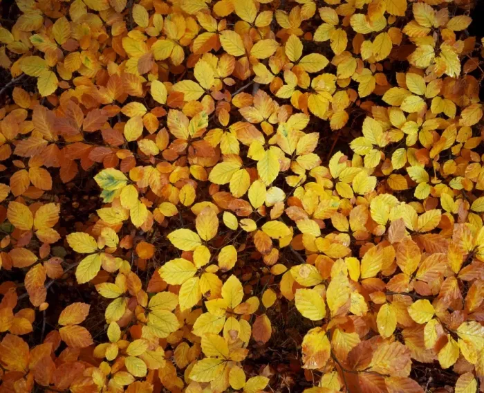 Framed Print : Autumn leaves Framed Print : Autumn leaves