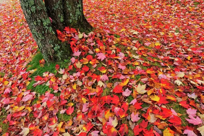 Framed Print : autumn leaves at base of maple tree Baysville, Ontario, Canada Framed Print : autumn leaves at base of maple tree Baysville, Ontario, Canada