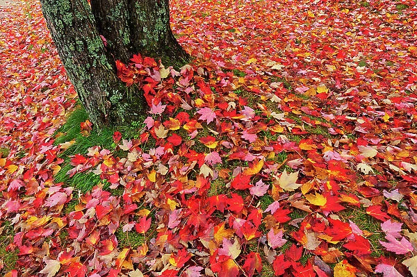 autumn leaves at base of maple tree Baysville, Ontario, Canada