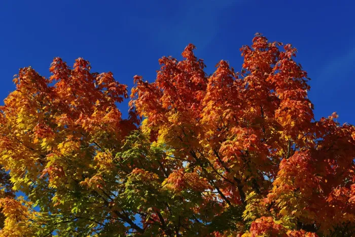 Framed Print : Autumn leaves, Chiemgau, Bavaria, Germany Framed Print : Autumn leaves, Chiemgau, Bavaria, Germany