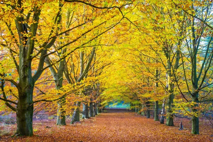Framed Print : Autumn leaves in European Beech (Fagus sylvatica) forest in Hoge Kempen National Park Framed Print : Autumn leaves in European Beech (Fagus sylvatica) forest in Hoge Kempen National Park