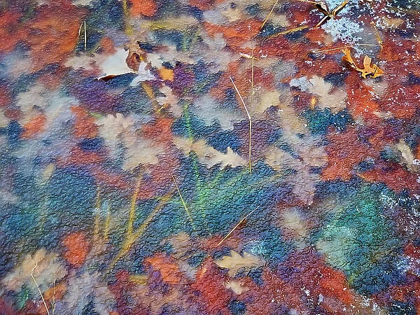 Autumn leaves frozen in ice along a trail in the Seine River Forest, Winnipeg, Manitoba, Canada