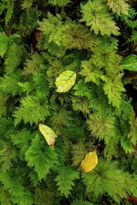 Framed Print : Autumn Leaves on Moss, Westland Temperate Rain Forest, near Fox Glacier, South Island, New Zealand Framed Print : Autumn Leaves on Moss, Westland Temperate Rain Forest, near Fox Glacier, South Island, New Zealand