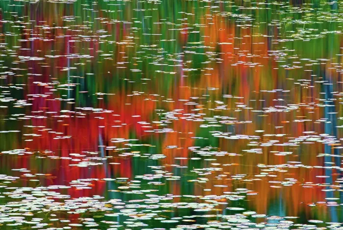 Framed Print : Autumn leaves reflected in a pond at Red Rock Point Killarney Provincial Park, Ontario, Canada