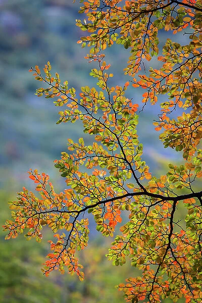 Autumn leaves, Torres del Paine National Park, Patagonia, Chile