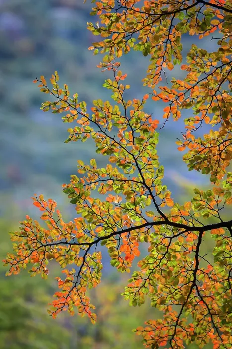 Framed Print : Autumn leaves, Torres del Paine National Park, Patagonia, Chile