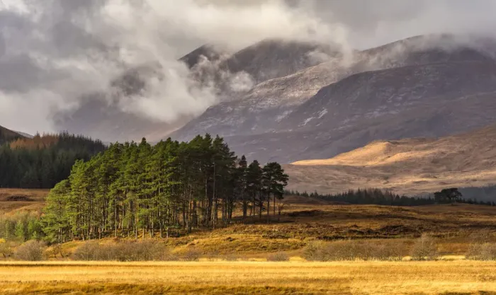 Framed Print : Autumn LIght on Pine Trees, Argyll & Bute, Scotland