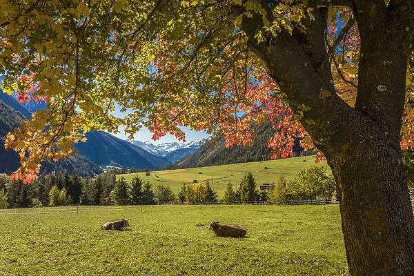 Autumn maple in the Kalser valley, Kals am Grossglockner, East Tyrol, Austria