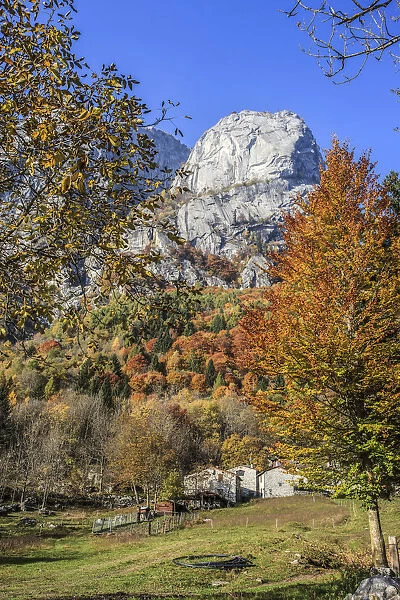 Autumn in Mello valley, in the background Precipizio of Asteroidi, Valtellina, Lombardy