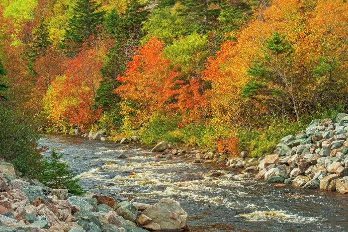 Framed Print : Autumn in the mixedwood forest, Cape Breton, Cape Breton Highlands National Park, Nova Scotia, Canada Framed Print : Autumn in the mixedwood forest, Cape Breton, Cape Breton Highlands National Park, Nova Scotia, Canada