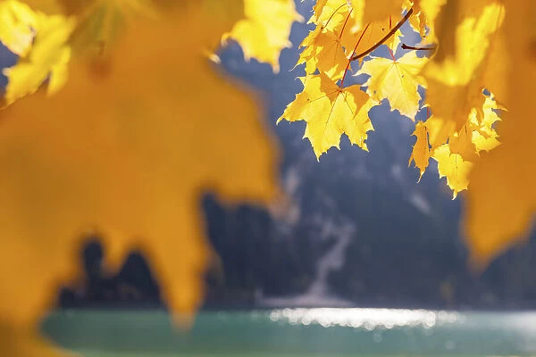 Autumn Norway maple at Lake Braies in autumn, South Tyrol, Italy