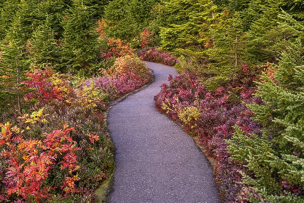 Autumn Path, Mt. Baker-Snoqualmie National Forest, Washington State, USA