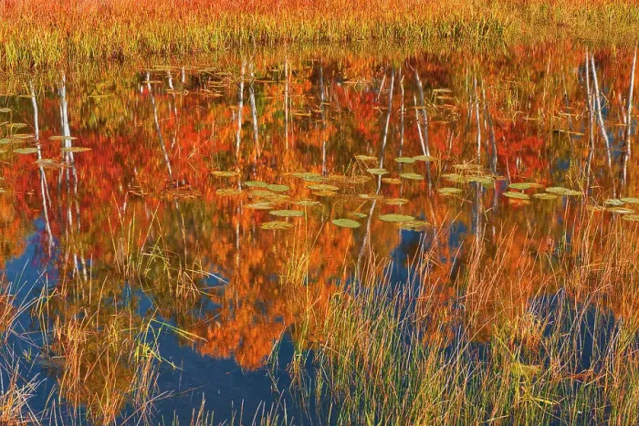 Framed Print : Autumn on pond adjacent Lake Laurentian. Lake Laurentian Conservation Area. Sudbury, Ontario, Canada Framed Print : Autumn on pond adjacent Lake Laurentian. Lake Laurentian Conservation Area. Sudbury, Ontario, Canada