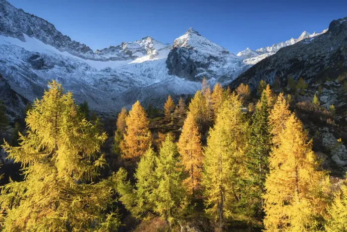 Framed Print : Autumn in Presena, Tonale pass in Trentino alto Adige, Italy