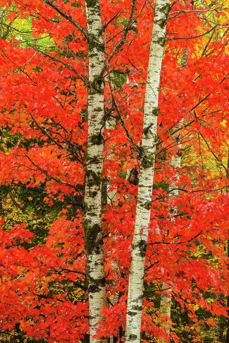 Framed Print : Autumn red maple foliage, Greater Sudbury, Ontario, Canada Framed Print : Autumn red maple foliage, Greater Sudbury, Ontario, Canada