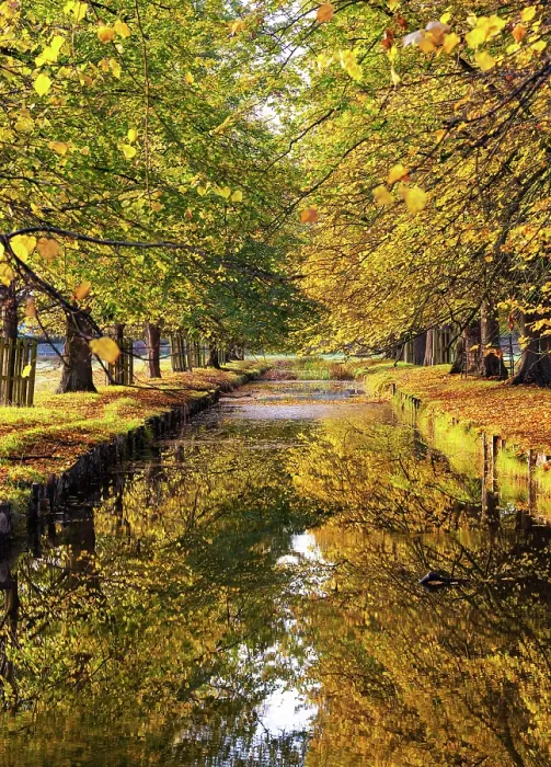Framed Print : Autumn reflections in Bushy Park, London, England Framed Print : Autumn reflections in Bushy Park, London, England