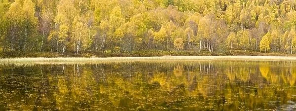 Autumn reflections, Cairngorms National Park, Highlands, Scotland, UK